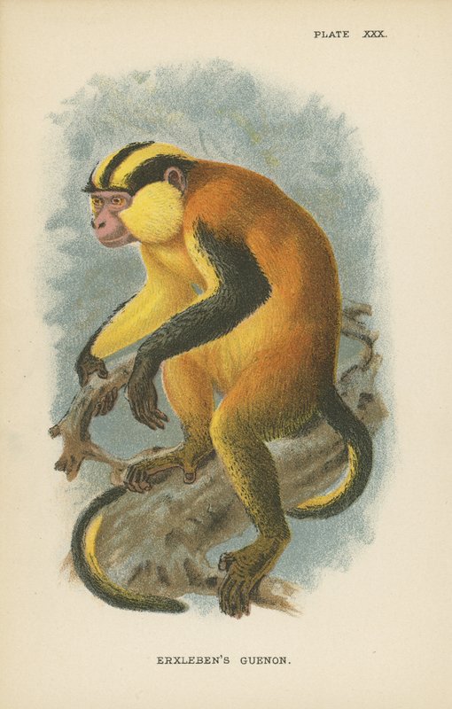 Erxlebens Guenon od English School