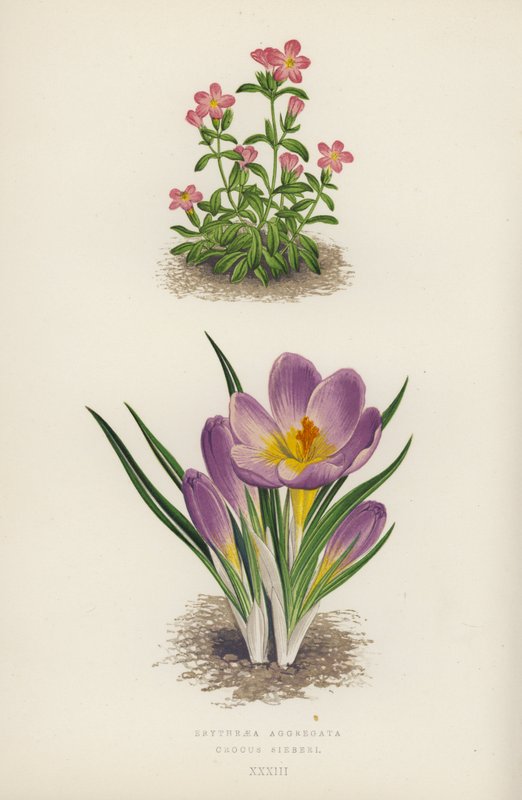 Erythraea Aggregata; Crocus Sieberi (barevná litografie) od English School