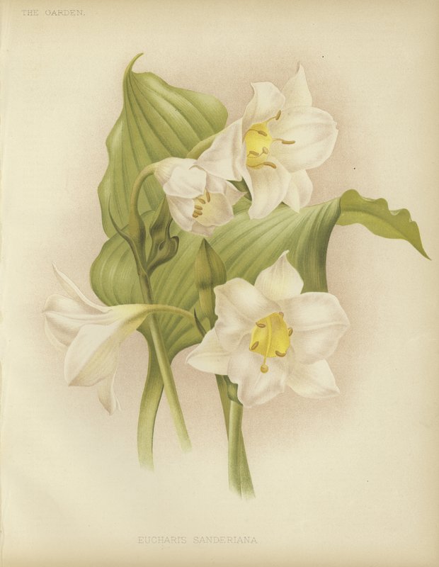 Eucharis sanderiana od English School