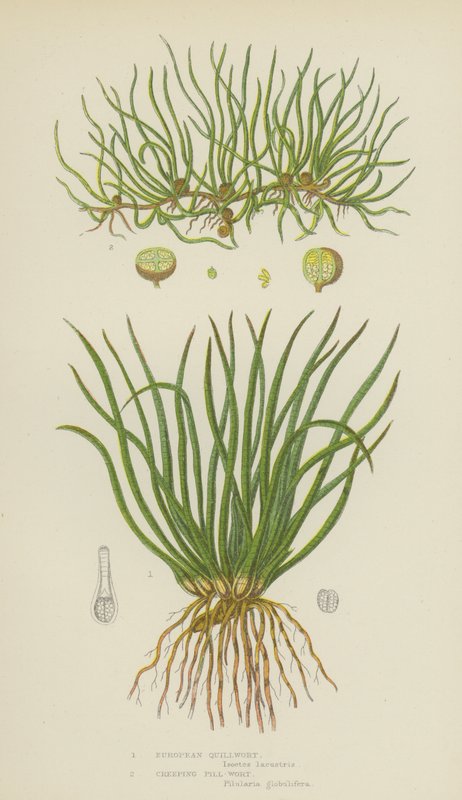 Quillwort, plíživá pilulka (barevná lito) od English School