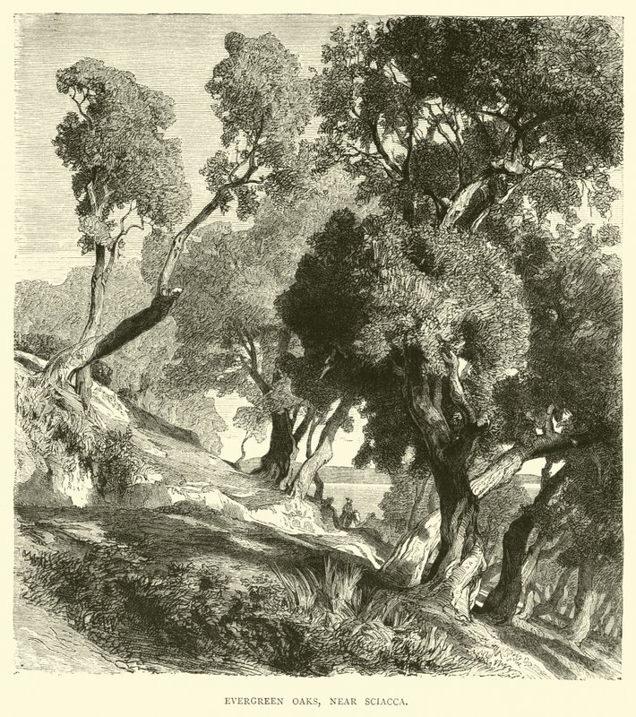 Evergreen Oaks, poblíž Sciacca od English School