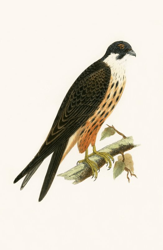 Falco Eleonorae, ilustrace z knihy "A History of the Birds of Europe Not Observed in the British Isles" od Charlese Roberta Bree (1811-86), vydáno 1867. od English School