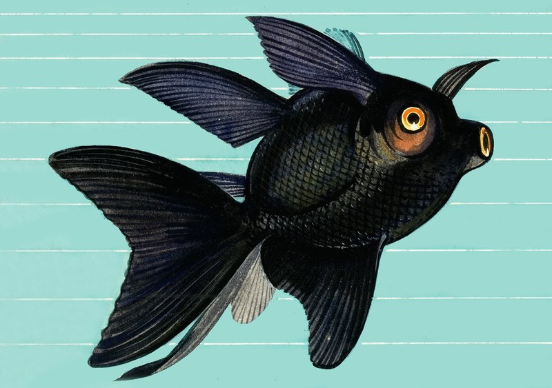 Fantail Blackmoor od English School