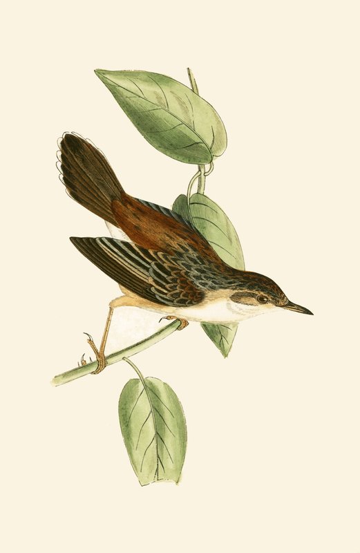 Fantail Warbler, ilustrace z „Historie ptáků Evropy nepozorovaných na Britských ostrovech“ od Charlese Roberta Bree (1811-86), vydáno 1867 od English School