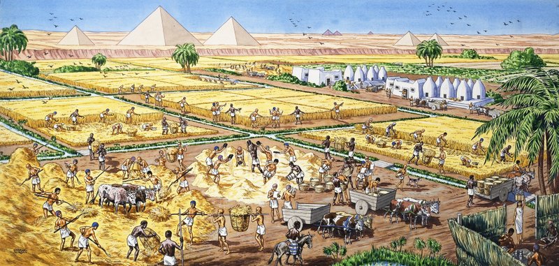Zemědělství v Egyptě od English School