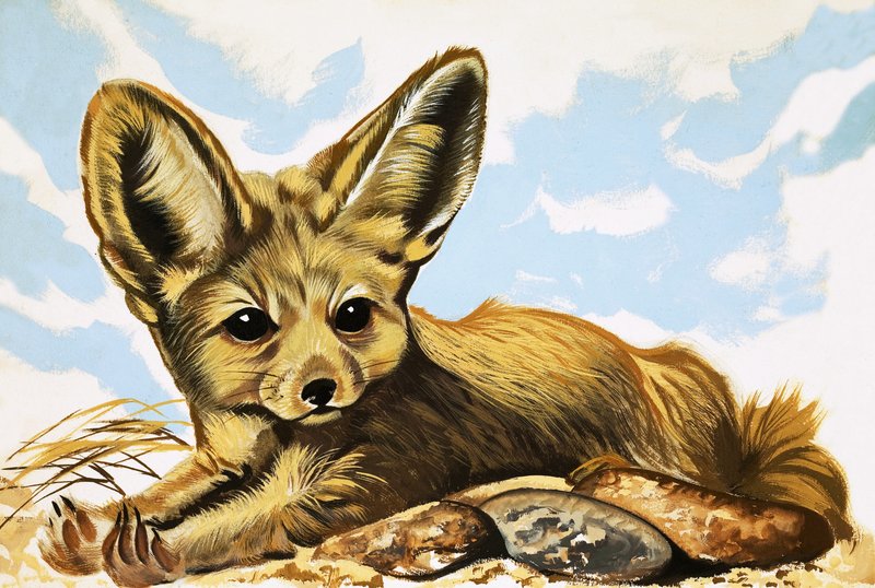 Fennec od English School