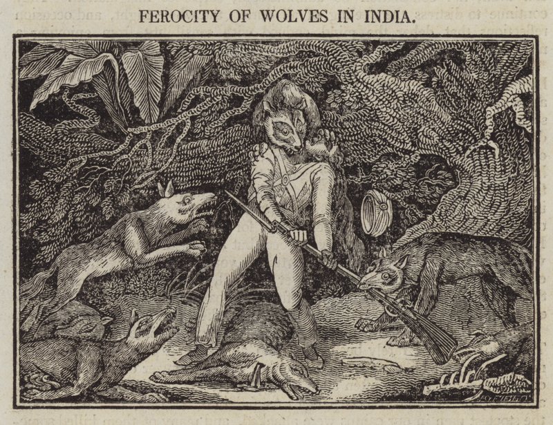 Ferocity of Wolves in India (rytina) od English School