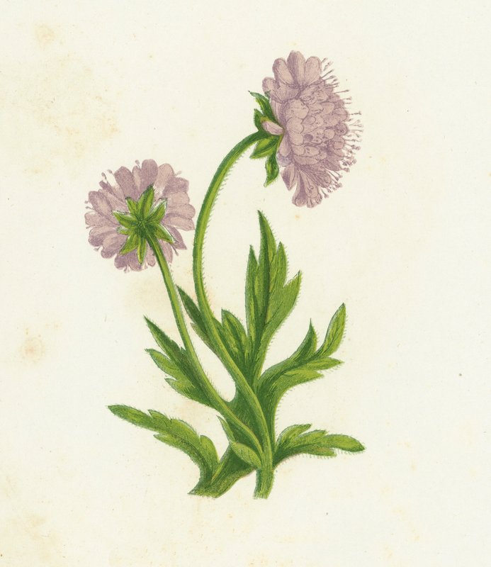 Polní Knautia, Knautia Arvensis od English School