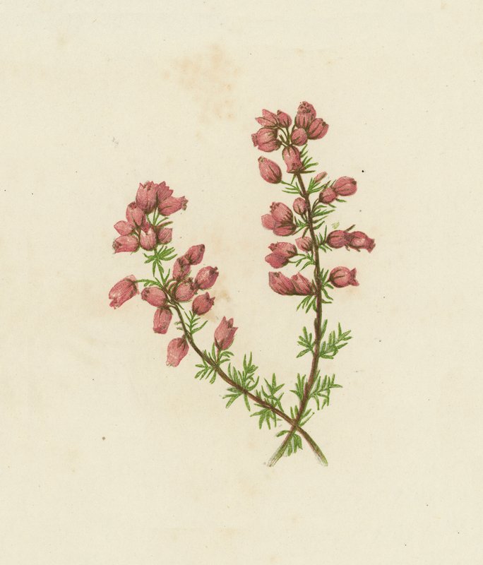 Vřesovec drobnolistý, Erica Cinerea (barevná litografie) od English School