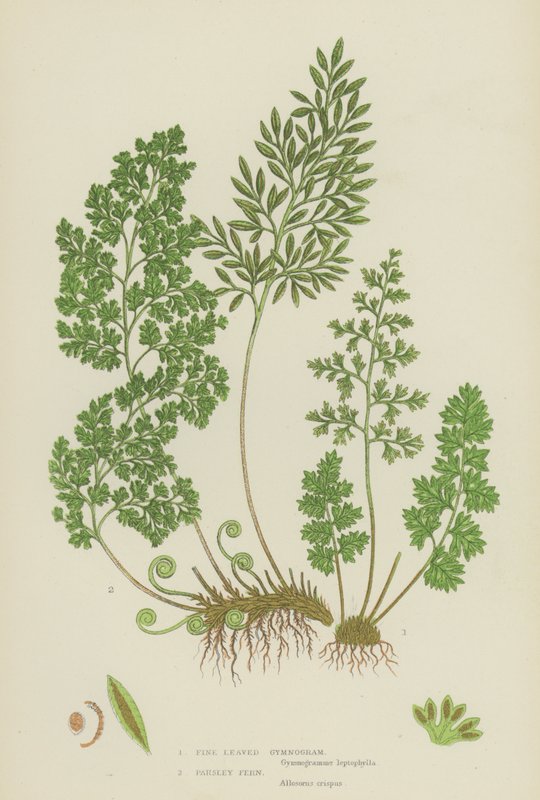 Jemnolistý Gymnogram, Petržel kapradina (barevná lito) od English School