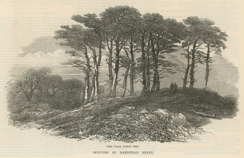 Jedle poblíž severního konce, Hampstead Heath od English School
