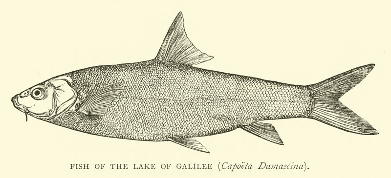 Ryba z Galilejského jezera, Capoeta Damascina od English School