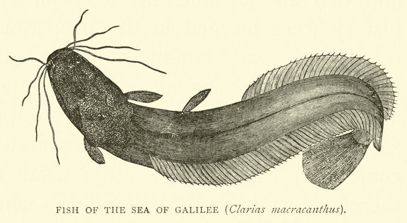 Ryba z Galilejského jezera, Clarias macracanthus od English School