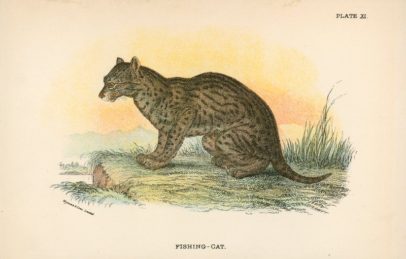 Fishing-Cat od English School