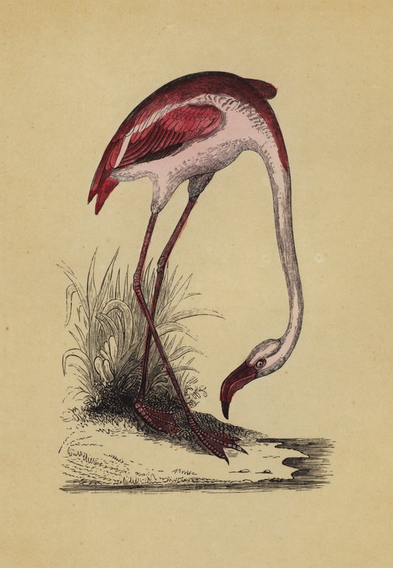 Flamingo (barva lito) od English School