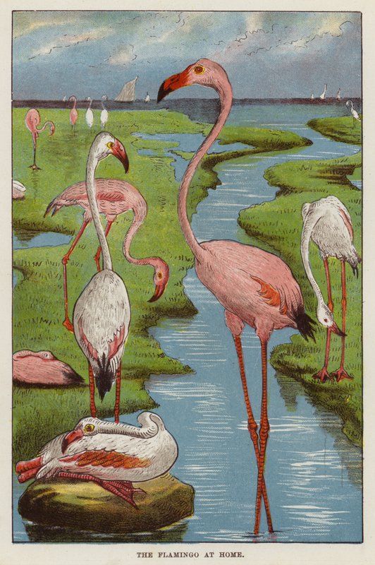 Flamingo (chromolit) od English School