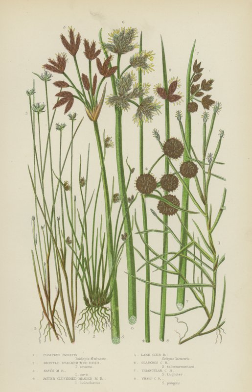 Isolepis plovoucí, blatouch štětinatý, blatouch Saviův, blatouch kulatohlavý (barevná litografie) od English School