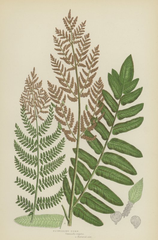 Kvetoucí kapradina (barevná litografie) od English School