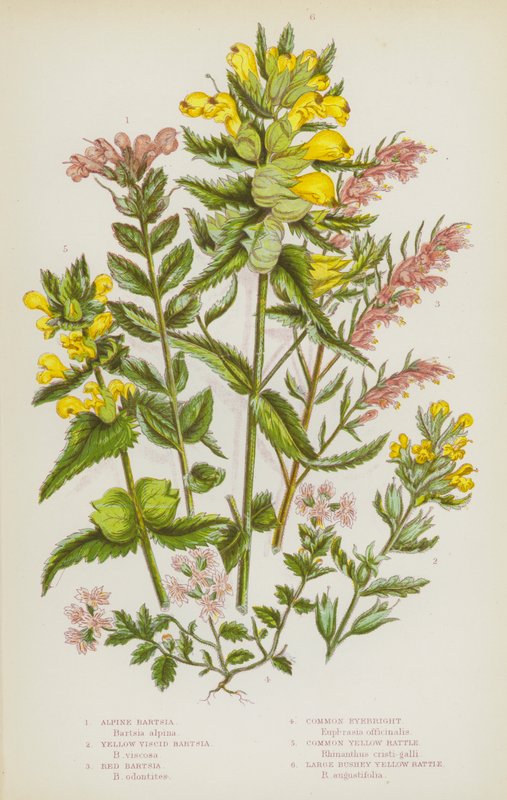 Kvetoucí rostliny Velké Británie: Bartsia alpská, Bartsia žlutá Viscid, Červená Bartsia, Světlice obecná, Chřestýš žlutý, Chřestýš velký (barva lito) od English School