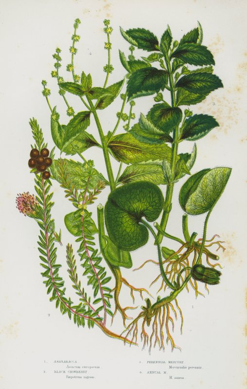 Kvetoucí rostliny Velké Británie: Asarabacca, Black Crowberry, Trvalka Merkur, Jednoletá Merkur (barva litho) od English School