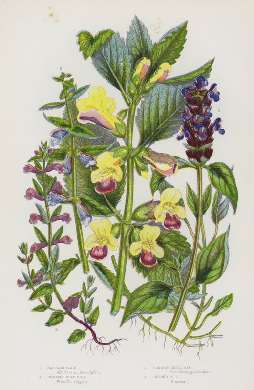 Kvetoucí rostliny Velké Británie: Bastard Balm, Common Self Heal, Common Skull Cap, Lesser Skull Cap (barva litho) od English School