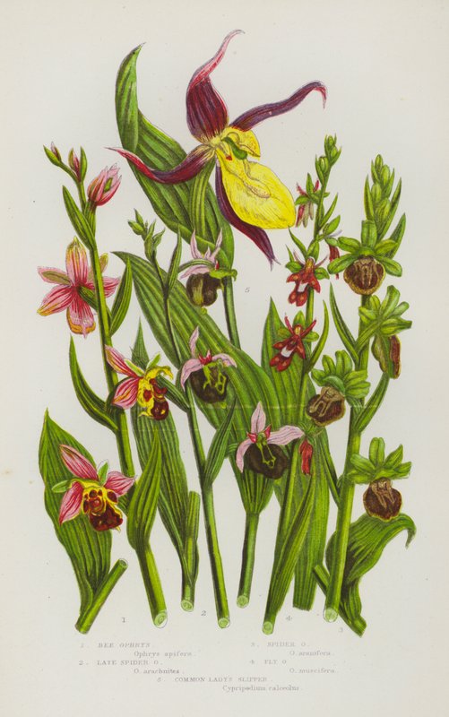 Kvetoucí rostliny Velké Británie: (barevná litografie): Bee Ophrys, Late Spider Ophrys, Spider Ophrys, Fly Ophrys, Common Lady