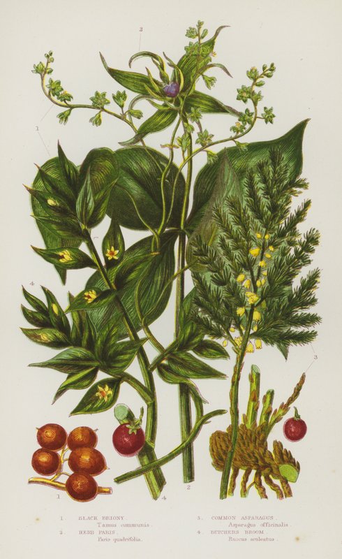Kvetoucí rostliny Velké Británie: Briony černá, Herb Paris, Chřest obecný, Butchers Broom (barva lito) od English School