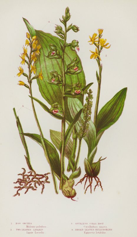 Kvetoucí rostliny Velké Británie: Orchis bahenní, Liparis dvoulistý, Korálový kořen bezostunatý, Čemeřice širokolistá (barva lito) od English School