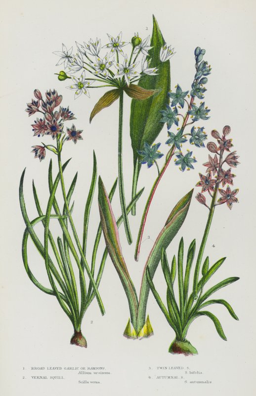 Kvetoucí rostliny Velké Británie: Česnek širokolistý nebo Ramsons, Squill, Squill, Squill, Podzimní Squill (barva litho) od English School