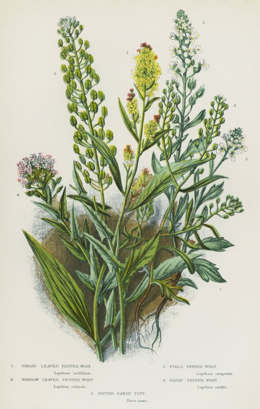 Kvetoucí rostliny Velké Británie: (barevná litografie): Pepřovec širokolistý, Pepřovec úzkolistý, Pepřovec polní, Pepřovec chlupatý, Pepřovec hořký (barevná litografie) od English School