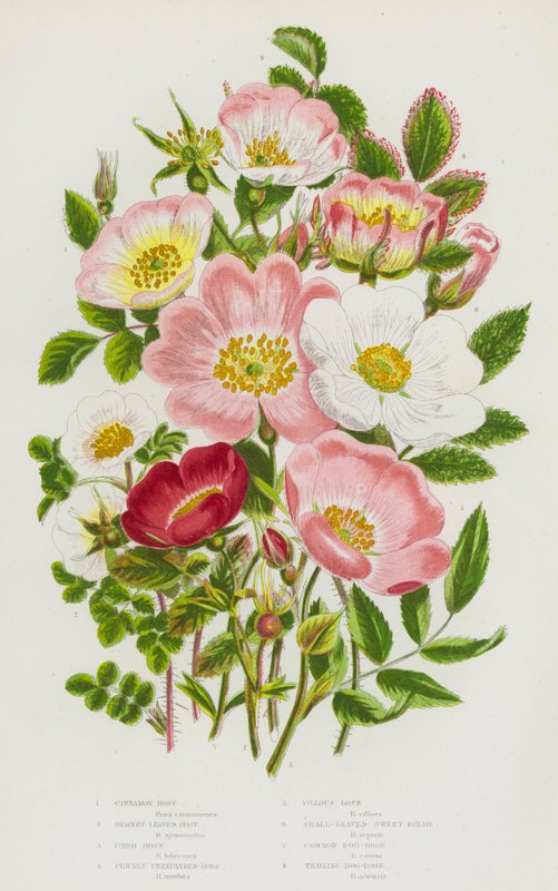 Kvetoucí rostliny Velké Británie: Skořicová růže, Růže pálená, Růže irská, Růže neexpandovaná, Villous Rose, Vřes malolistý, Růže psí, Růže psí (barva lito) od English School