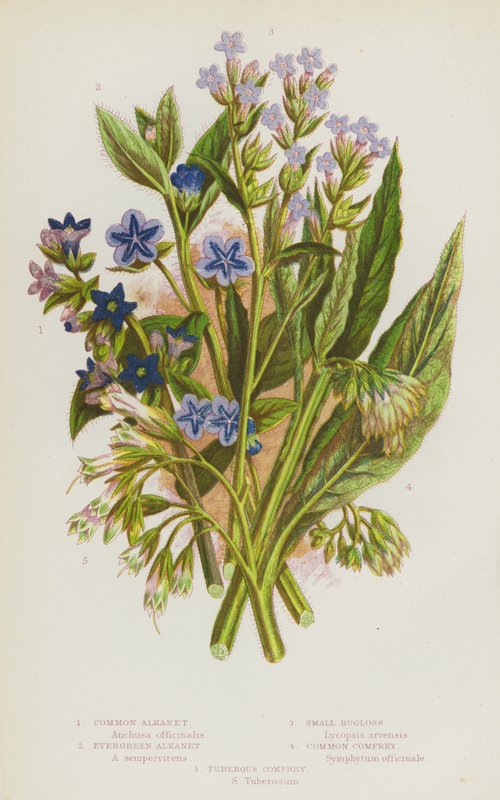 Kvetoucí rostliny Velké Británie: Alkanet obecný, Alkanet evergreen, Small Bugloss, Kostival obecný, Kostival hlíznatý (barevné lito) od English School