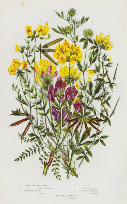Kvetoucí rostliny Velké Británie: Ptačinec obecný, Ptačinec úzkolistý, Ptačinec štíhlý, Oxytropis horský, Nažloutlý M Oxytropis (barva lito) od English School