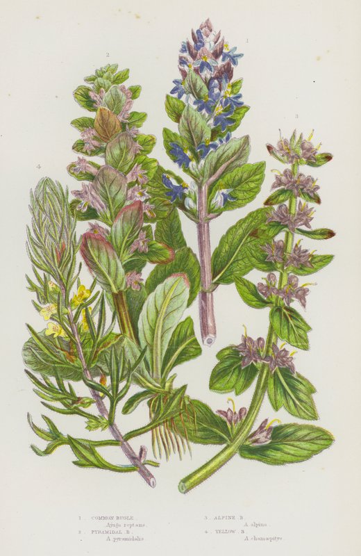 Kvetoucí rostliny Velké Británie: polnice obecná, polnice pyramidální, polnice alpská, polnice žlutá (barva litho) od English School