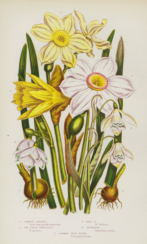Kvetoucí rostliny Velké Británie: (barevná litografie): Narcis obecný, Narcis básníků, Narcis bledý, Sněženka podsněžník, Letní sněženka (barevná litografie) od English School