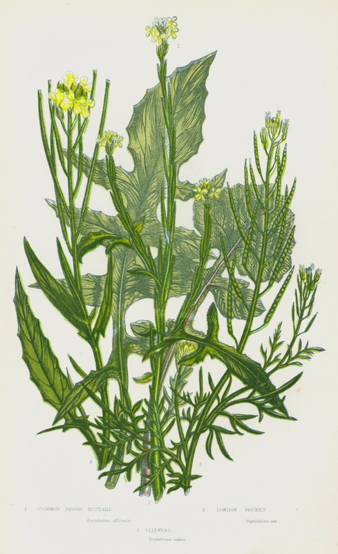 Kvetoucí rostliny Velké Británie: (barevná litografie): hořčice obecná, řeřišnice londýnská, flixweed (barevná litografie) od English School