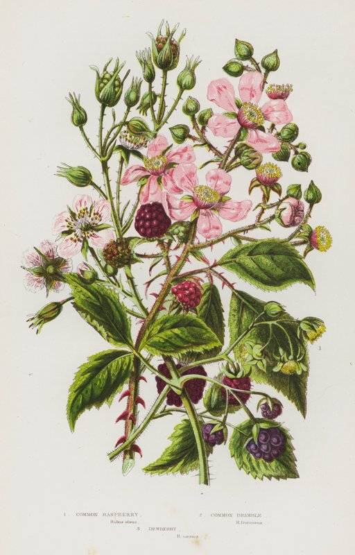 Kvetoucí rostliny Velké Británie: (barevná litografie): Maliník obecný, Ostružiník obecný, Ostružiník obecný (barevná litografie) od English School