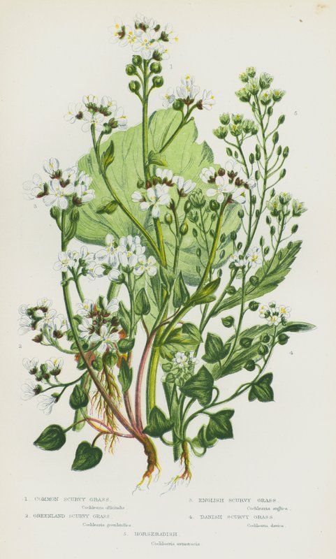 Kvetoucí rostliny Velké Británie: Scurvy Grass, Greenland Scurvy Grass, English Scurvy Grass, Dánský Scurvy Grass, Křen (barva litho) od English School
