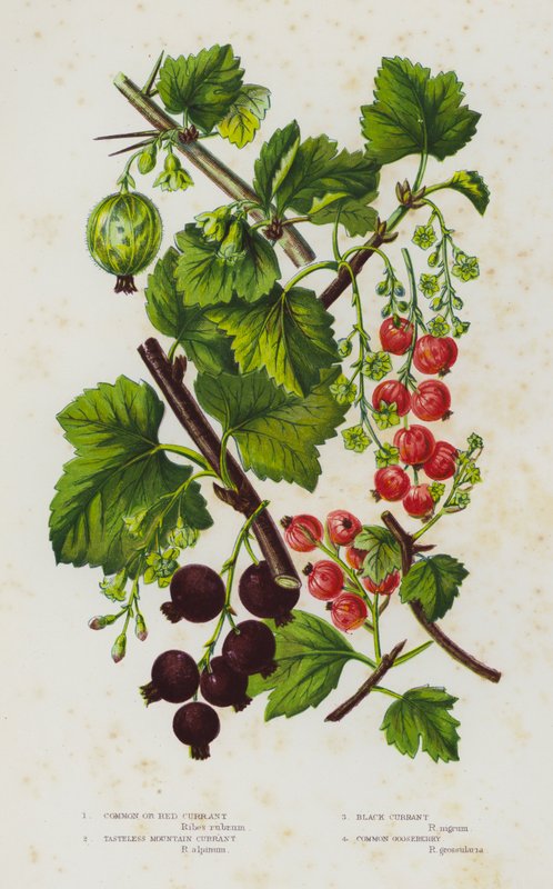 Kvetoucí rostliny Velké Británie: Rybíz obecný nebo červený, horský rybíz bez chuti, černý rybíz, angrešt obecný (barva litho) od English School