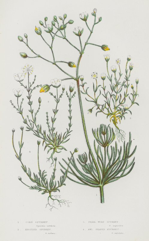 Kvetoucí rostliny Velké Británie: (barevná litografie): Corn Spurrey, Knotted Spurrey, Pearl-Wort Spurrey, Awl Shaped Spurrey (barevná litografie) od English School