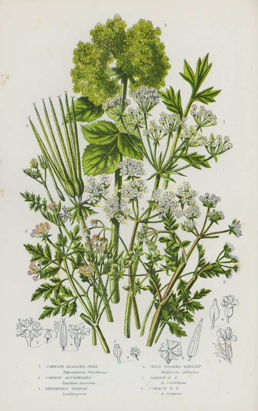 Kvetoucí rostliny Velké Británie: (barevná litografie): Cornish Bladder-Seed, Common Alexanders, Shepherd