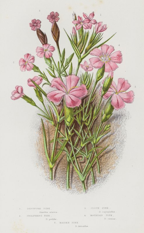 Kvetoucí rostliny Velké Británie: Deptford Pink, Proliferous Pink, Clove Pink, Mountain Pink, Maiden Pink (barva lito) od English School