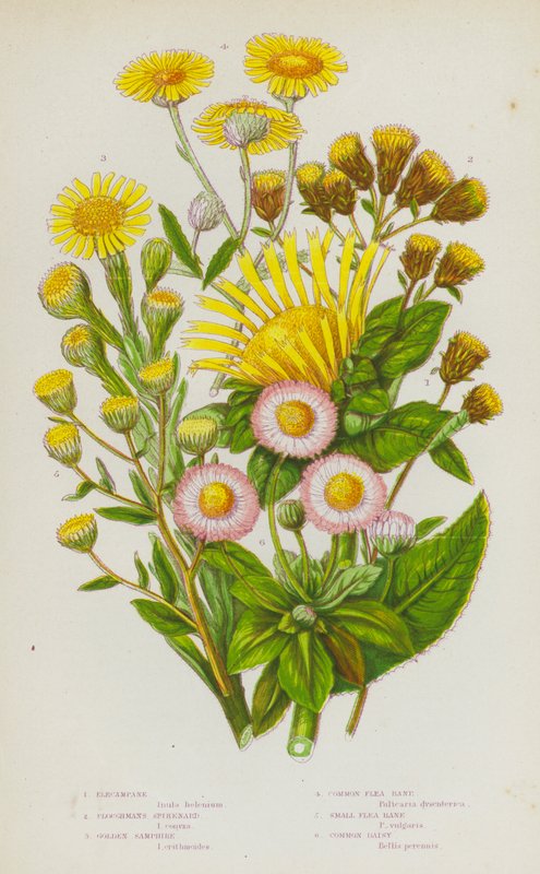 Kvetoucí rostliny Velké Británie: (barevná litografie): Elecampane, Ploughmans Spikenard, Golden Samphire, Common Flea Bane, Small Flea Bane, Common Daisy (barevná litografie) od English School