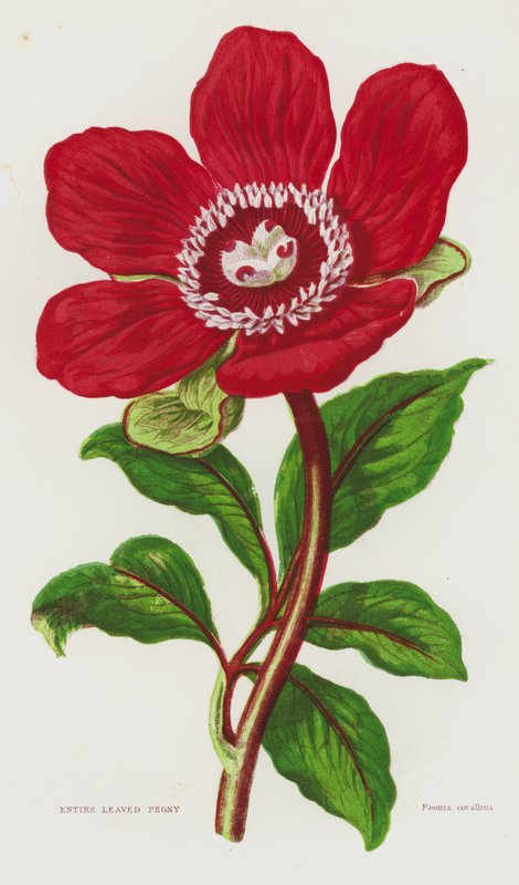 Kvetoucí rostliny Velké Británie: (barevná litografie): Pivoňka celolistá (Entire Leaved Peony) od English School