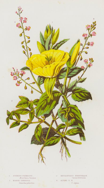 Kvetoucí rostliny Velké Británie: (barevná litografie): Evening Primrose, Marsh Isnardia, Enchanter