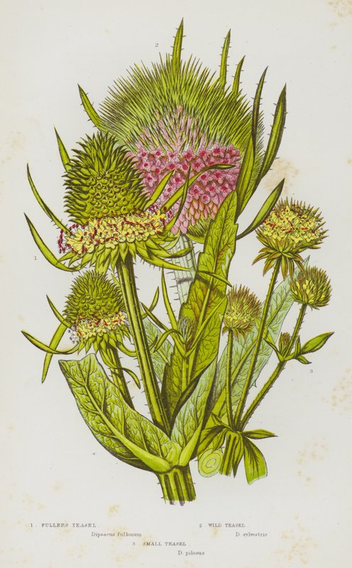 Kvetoucí rostliny Velké Británie: Teasel Fullers, Teasel divoký, Teasel malý (barva lito) od English School