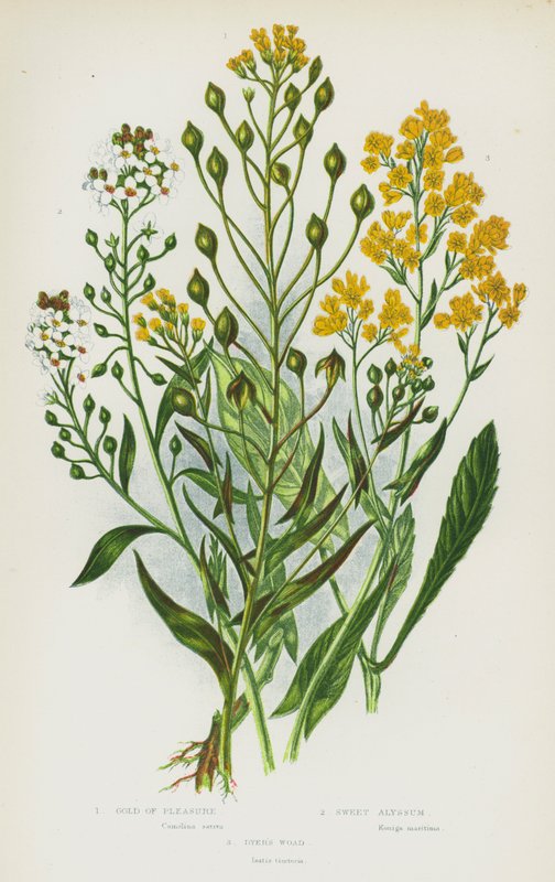 Kvetoucí rostliny Velké Británie: Gold of Pleasure, Sweet Alyssum, Dyer