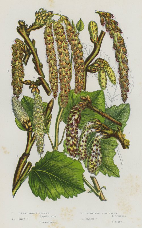 Kvetoucí rostliny Velké Británie: topol bílý, topol šedý, topol třesavý nebo osika, topol černý (barva litho) od English School