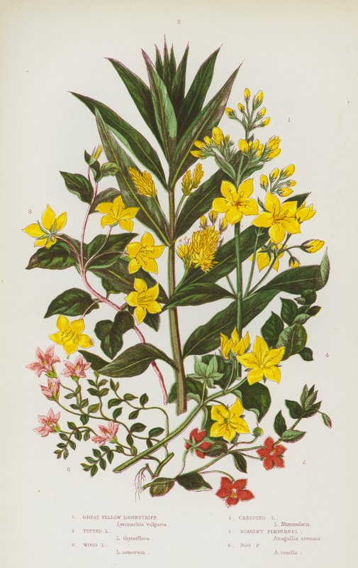 Kvetoucí rostliny Velké Británie: (barevná litografie): Loosestrife Great Yellow, Tufted Loosestrife, Wood Loosestrife, Creeping Loosetrife, Scarlet Pimpernel, Bog Pimpernel (barevná litografie) od English School