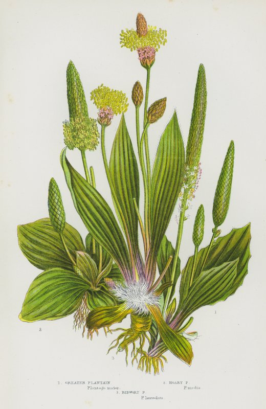 Kvetoucí rostliny Velké Británie: (barevná litografie): Plantain Greater, Hoary Plantain, Ribwort Plantain (barevná litografie) od English School